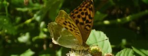 Silver washed fritillary