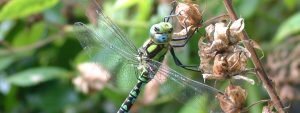 Southern Hawker - Bernie Bedford