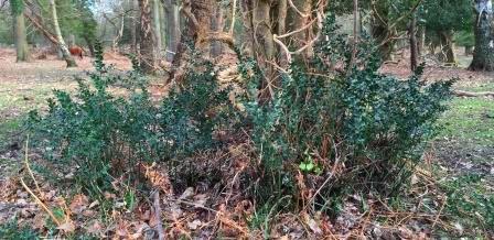 Butchers broom