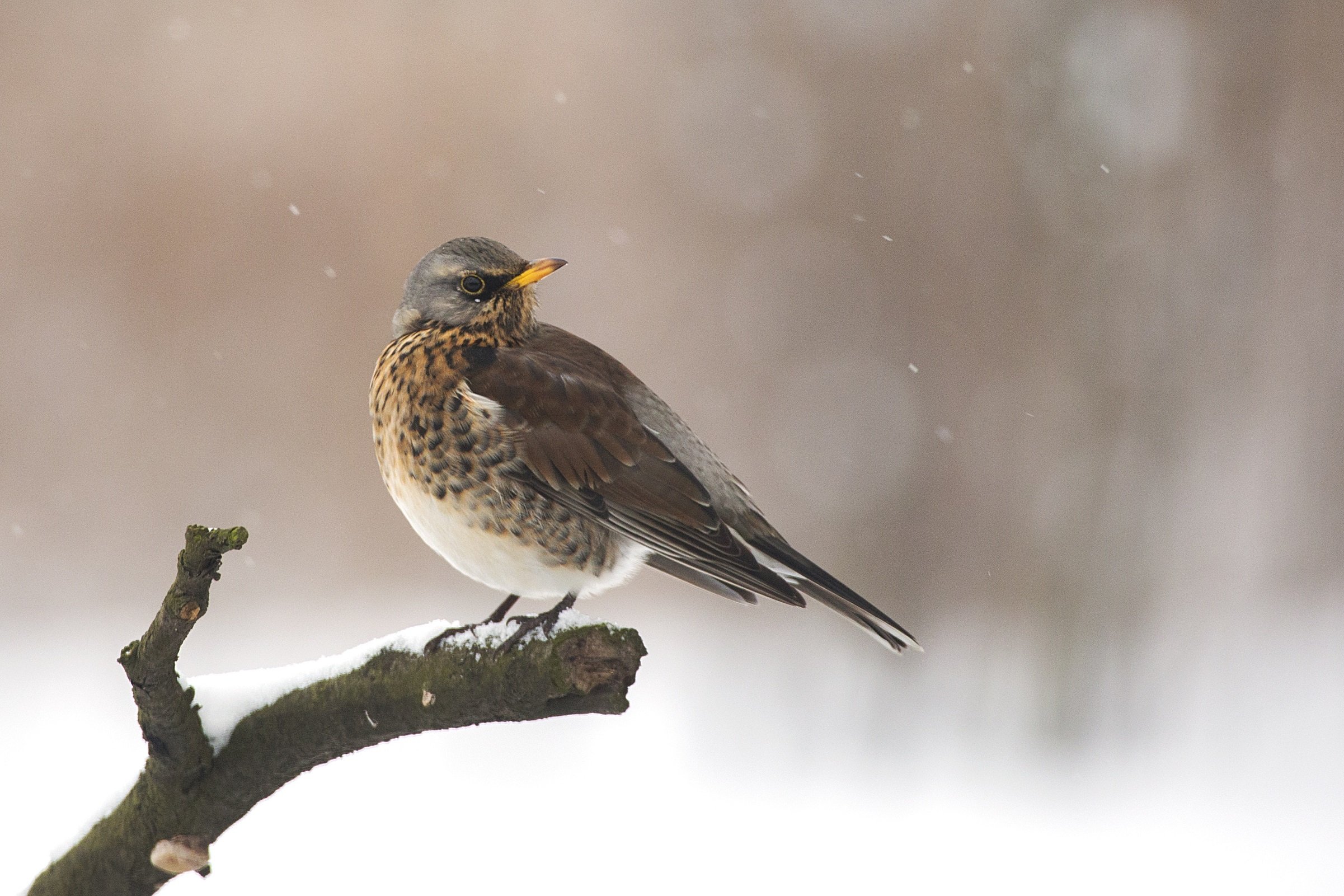 A bird perched on a snowy twig