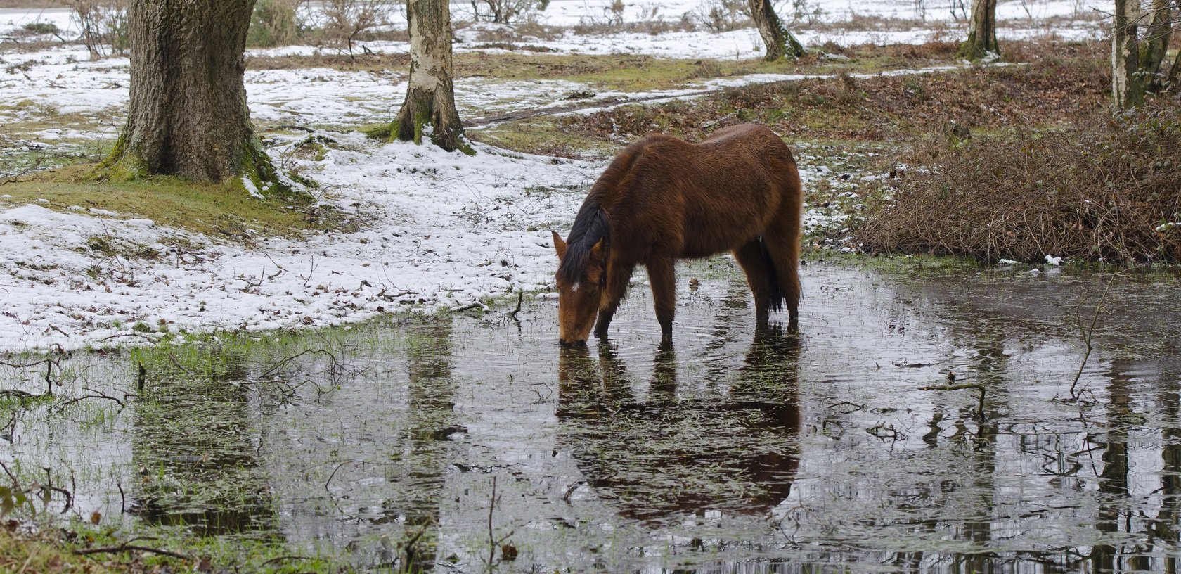 A pony standing in water on a snowy day