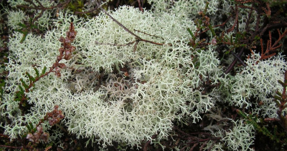 Green lichen