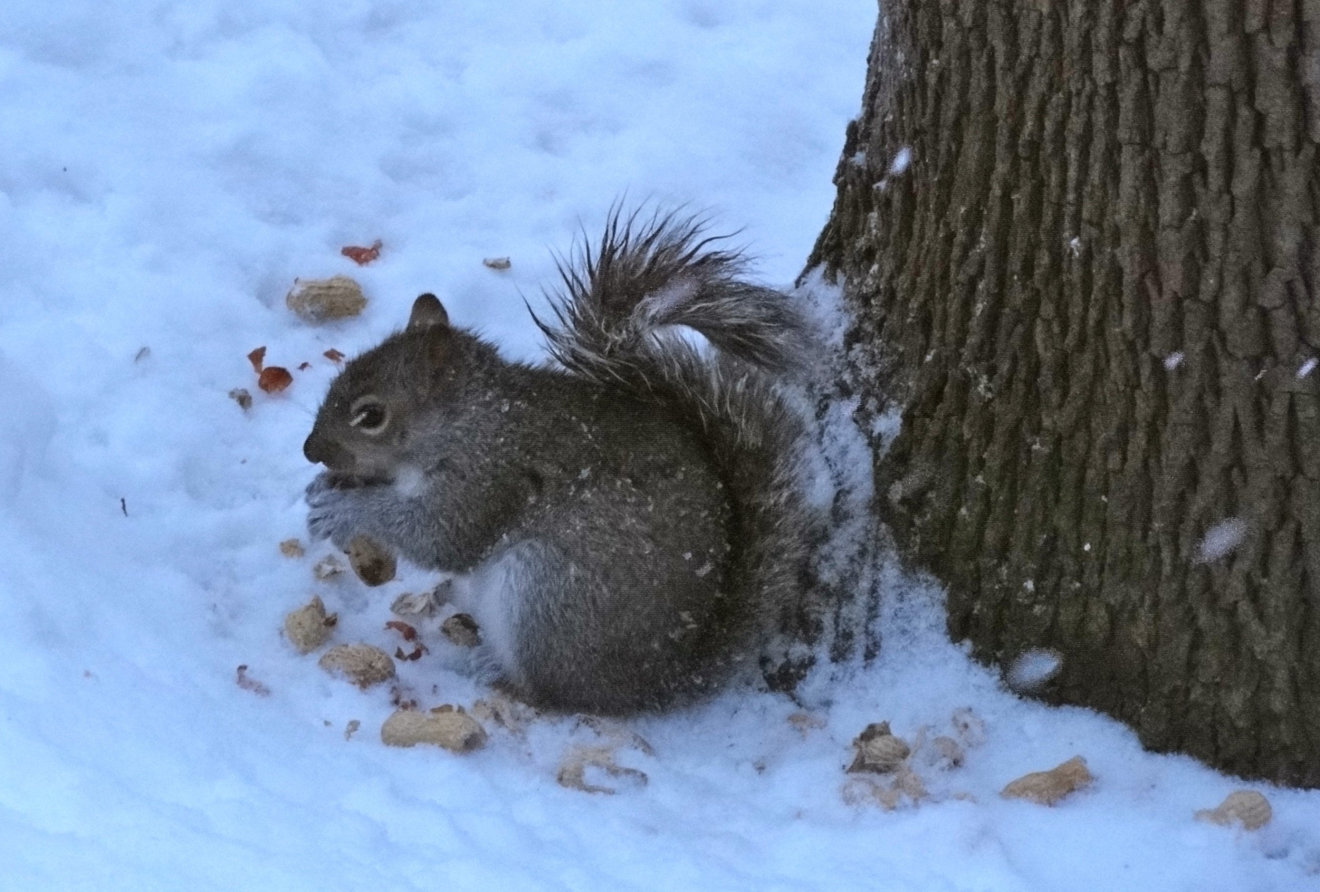 A grey squirrel eating nuts in snow