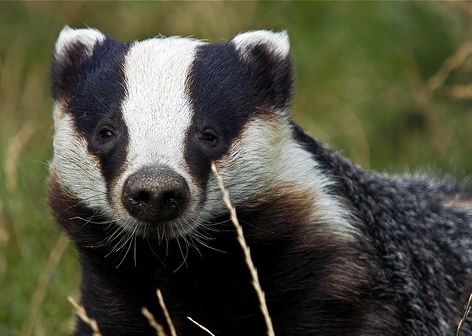 A badger in a green field