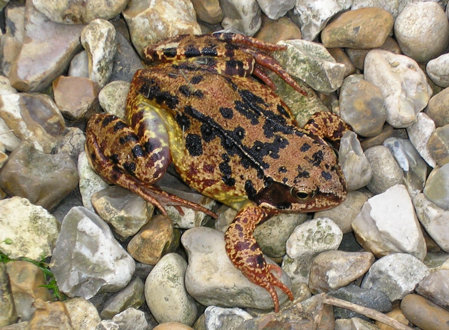 Common frog on pebbles