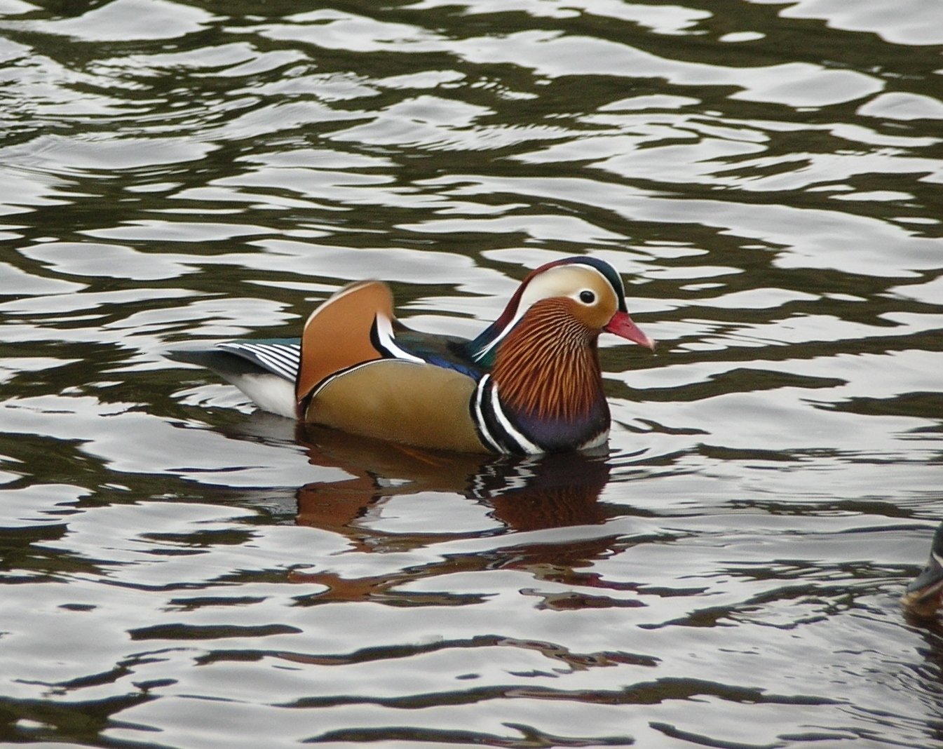 Lone mandarin duck on water