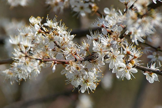 White blossom on a tree branch