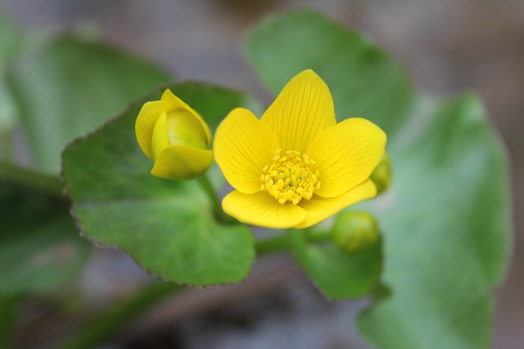 A yellow flower with green leaves