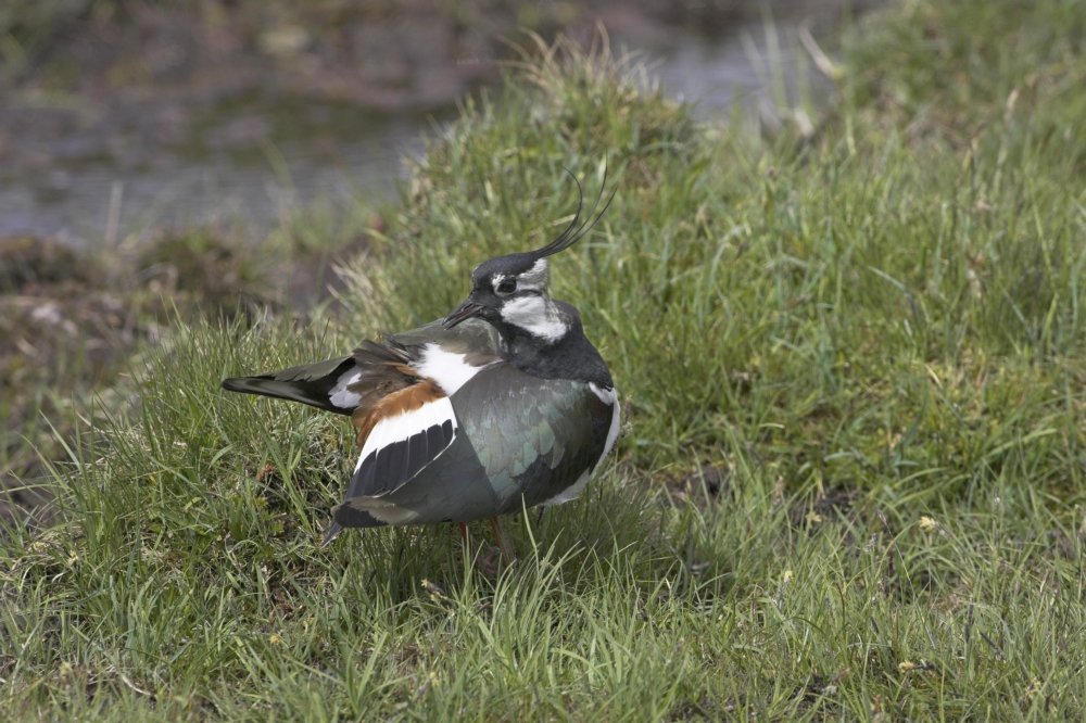 March's wildlife highlights - New Forest National Park Authority