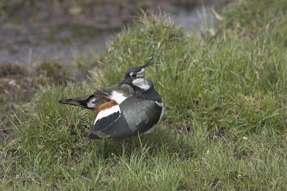 lapwing