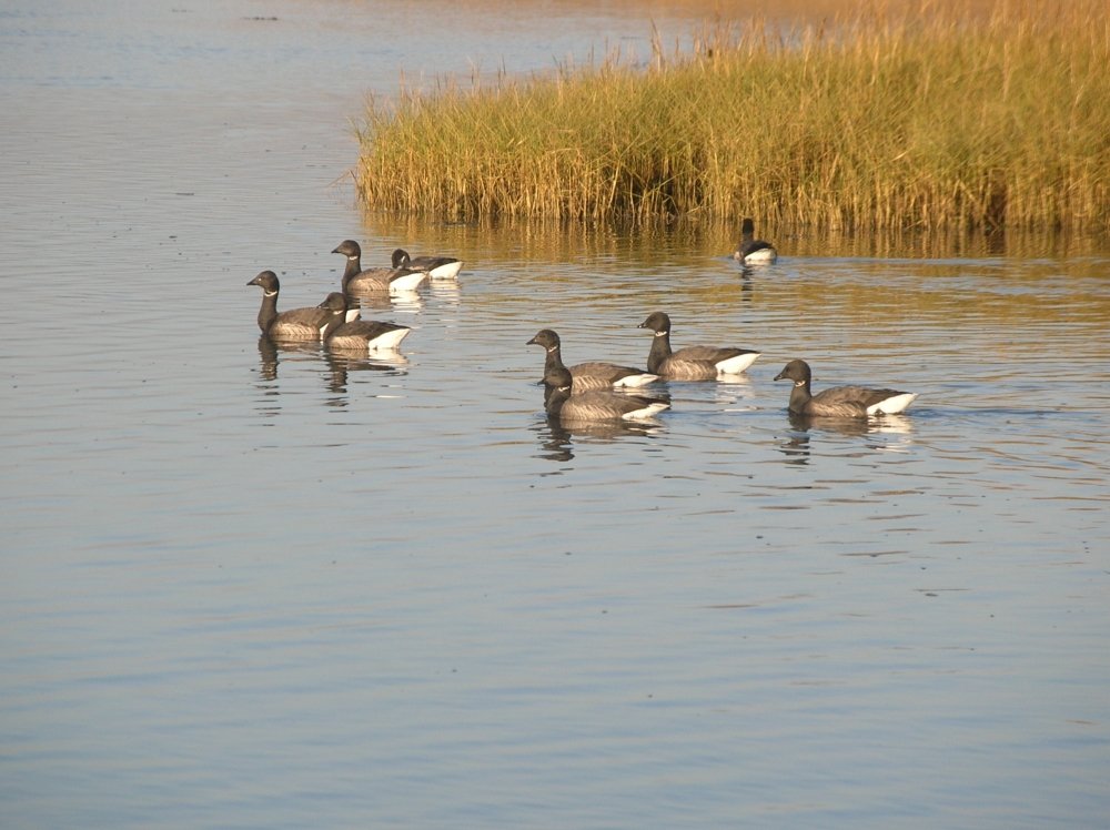 Brent geese