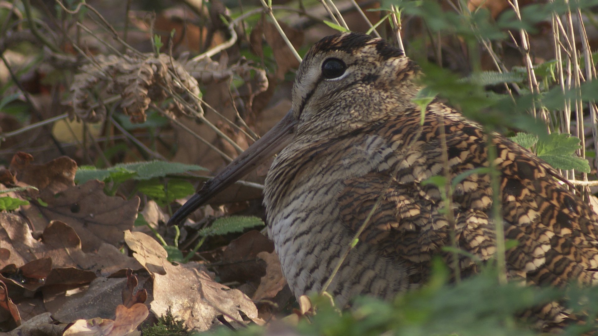 Woodcock