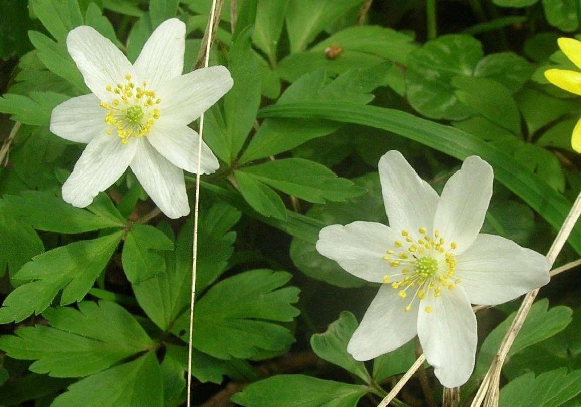 wood anemone