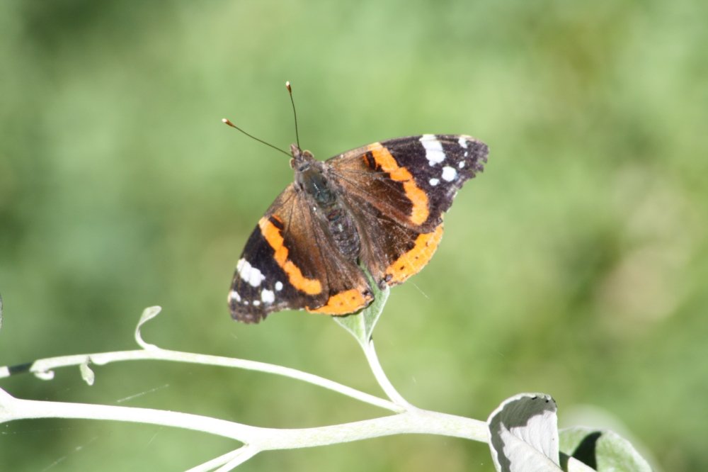 red admiral butterfly