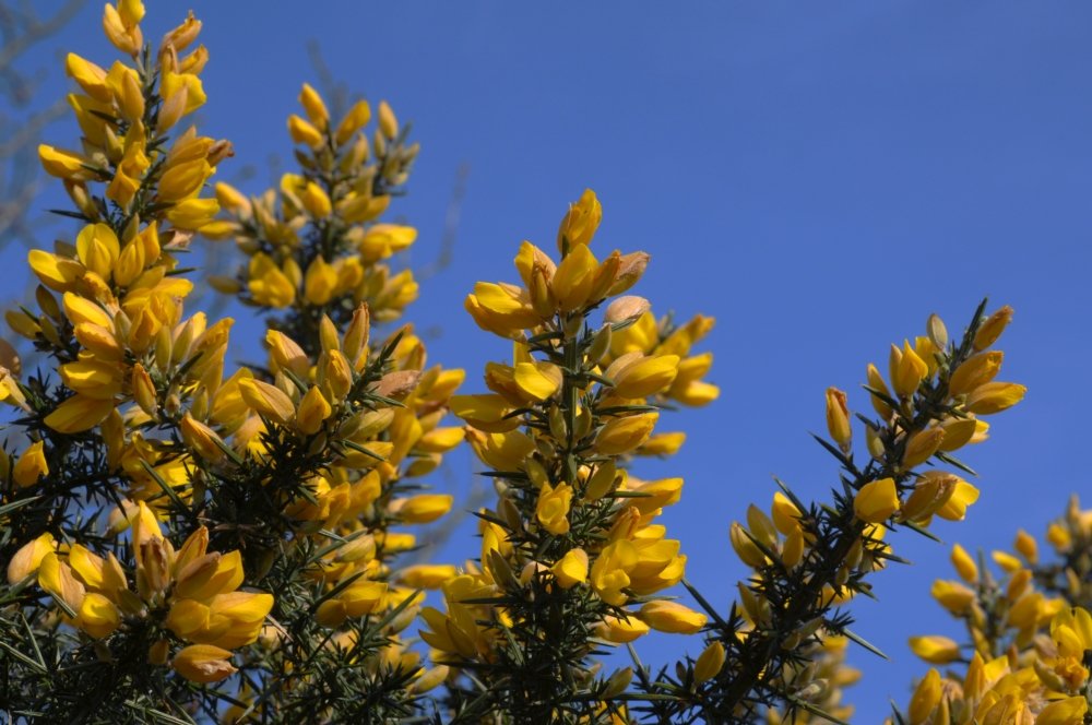 gorse