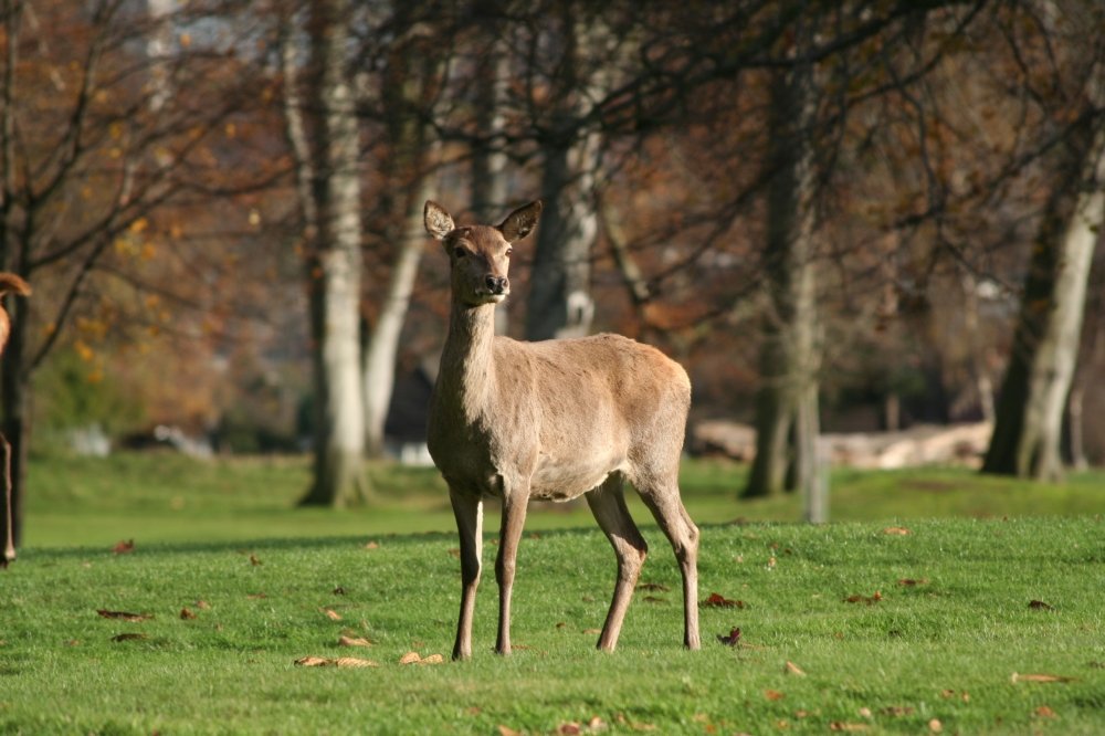 red deer