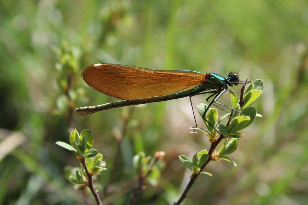 Female Demoiselle damselfly