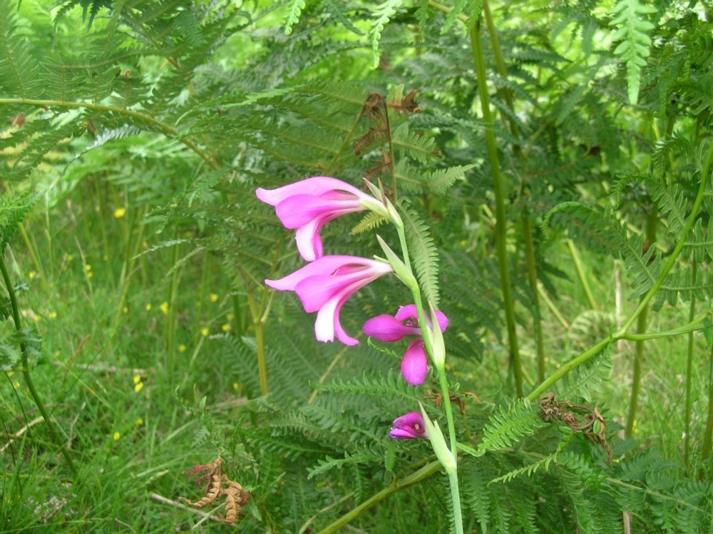 Wild Gladiolus