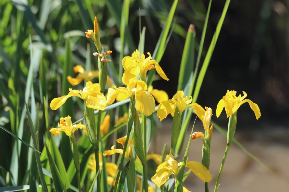 Yellow Flag Iris 