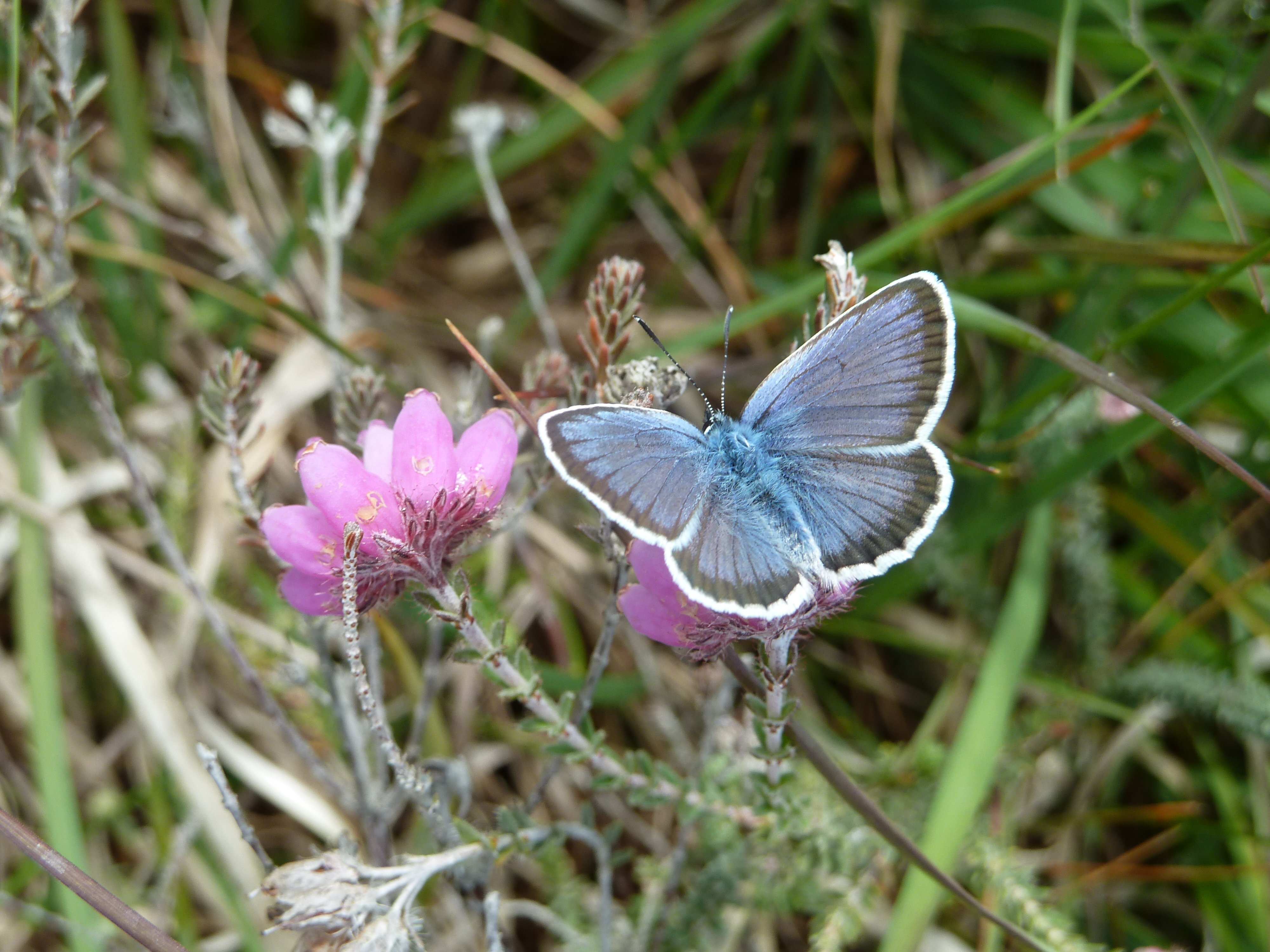 Male silverstudded blue butterfly at Strodgemoor Bottom 