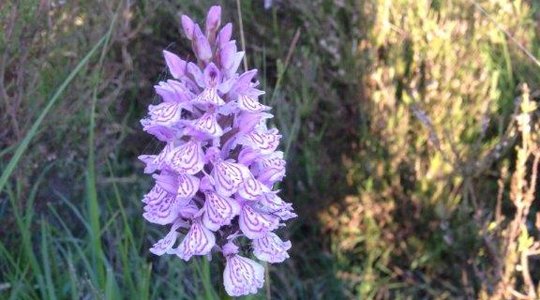 Purple flower amongst grass