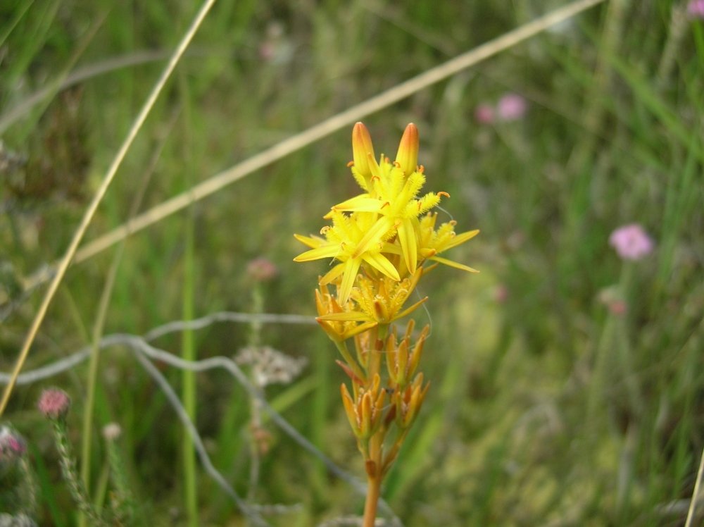 Bog Asphodel 336 