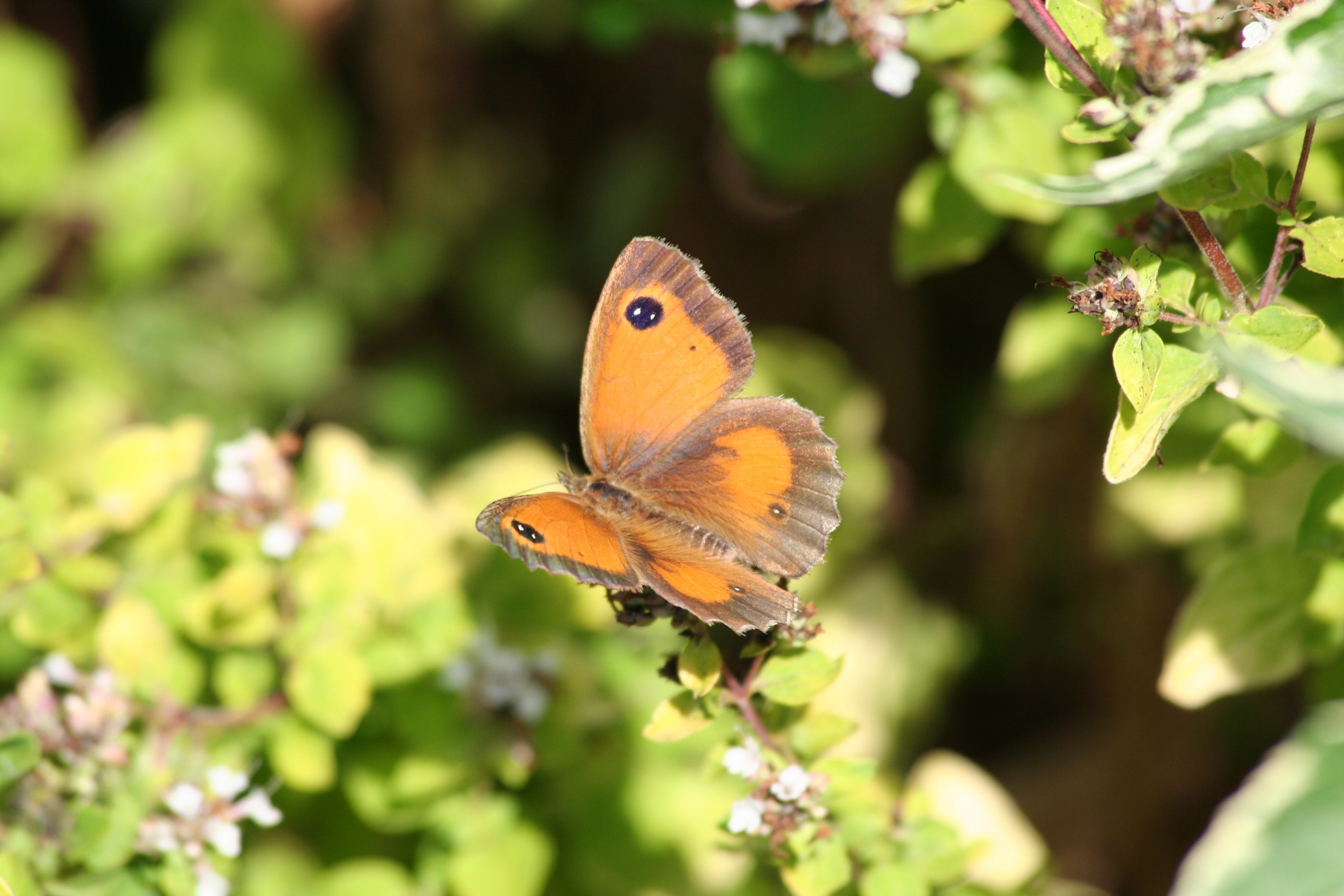 Gatekeeper 