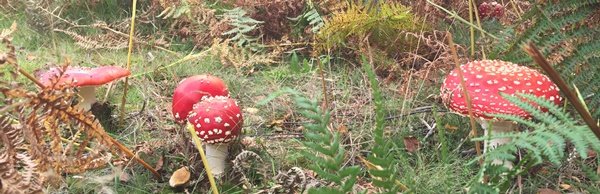 Fly agaric mushrooms amanita muscaria