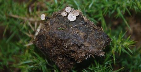 Nail fungus