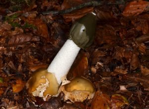 Stinkhorn PAUL BROCK