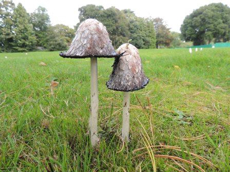 Coprinus comatus