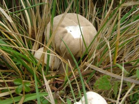 Pestle Puffball