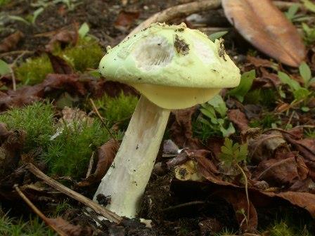 Amanita citrina, false deathcap,