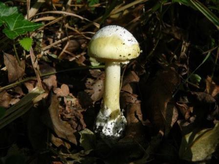 Amanita phalloides, Deathcap