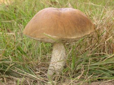 Leccinum scabrum, Brown Birch Bolete