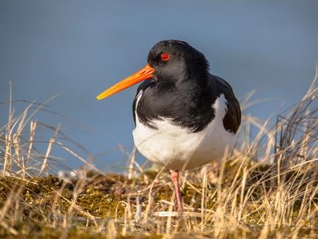 Oystercatcher