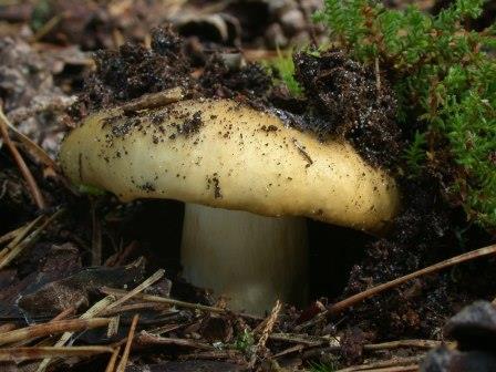 Ochre Brittlegill, Russula ochroleuca,