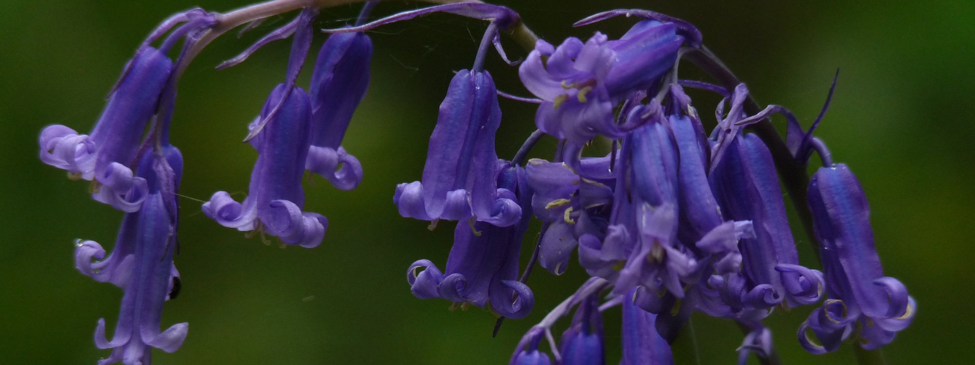 Woodland Flowers New Forest National Park Authority Woodland Flowers New Forest National Park Authority