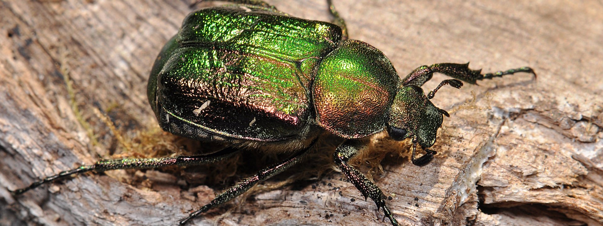 3a-Noble-Chafer-Gnorimus-nobilis-PAUL-BR