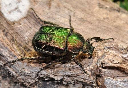 Beetle noble chafer gnorimus