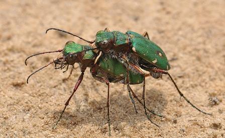 Beetle green tiger beetle cicindela 