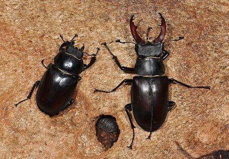 Stag Beetle