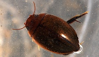 brown diving beetle agabus