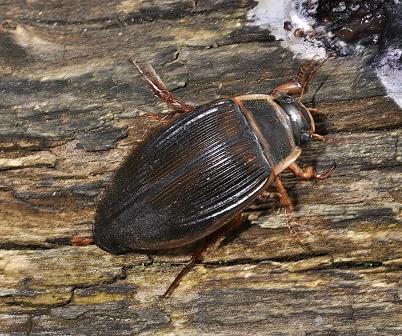 great diving beetle dytiscu