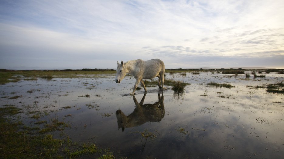 _Alone_in_a_flooded_field__at_Lymington_marshes _Alone_in_a_flooded_field__at_Lymington_marshes
