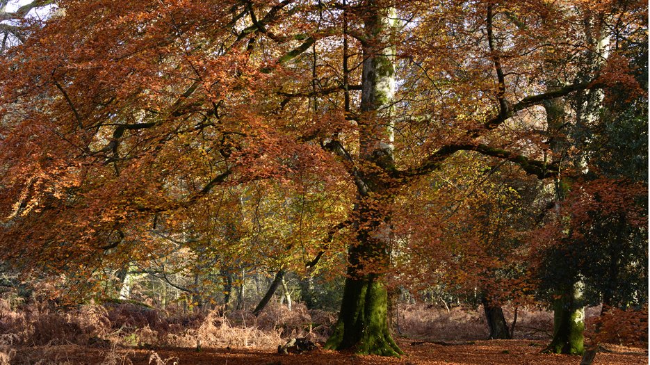 Autumn colours at Brinken_Wood_near_Brockenhurst