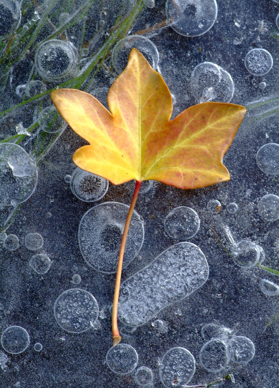 Autumn_leaf_at_Pootles_Bridge__Brockenhurst