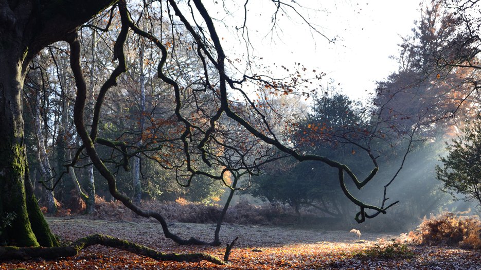 Brinken_Wood_near_Brockenhurst