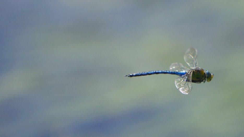_Dragonfly__at_Whitten_Pond _Dragonfly__at_Whitten_Pond