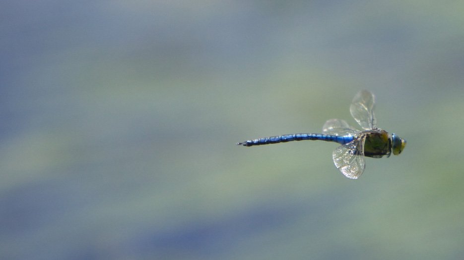 _Dragonfly__at_Whitten_Pond